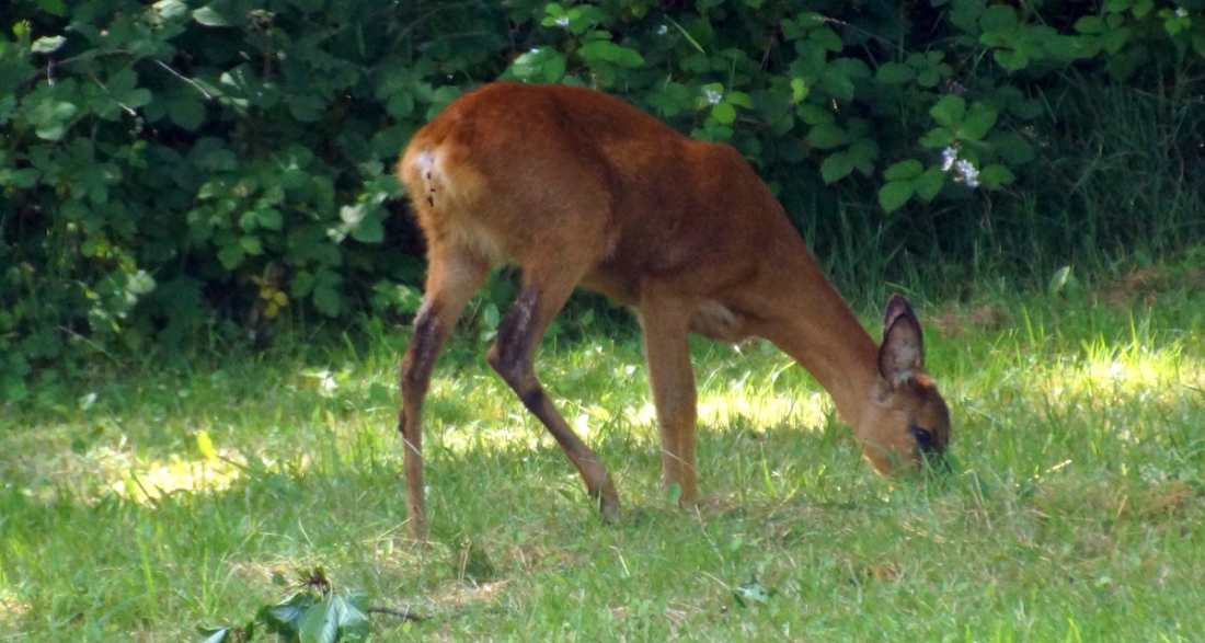 Rehe statt Reiher - Early Bird 2018